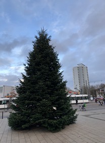 18 Weihnachtsbaum 2017 (3)